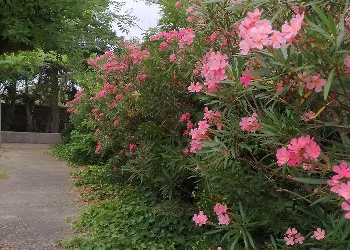 ホテル La Chaumiere D アグド